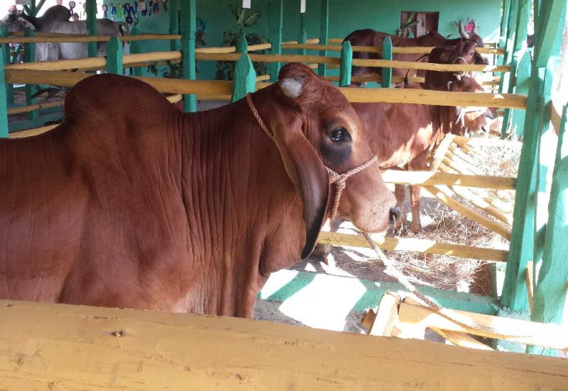 sancti spiritus, inseminacion artificial, ganado racial, flora y fauna