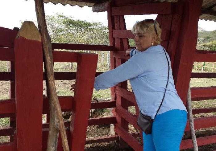 sancti spiritus, inseminacion artificial, ganado racial, flora y fauna