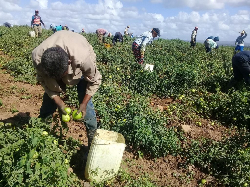 La necesidad de incrementar la producción agropecuaria en medio de una adversa coyuntura económica, resultará tema priorizado en el debate. (Fotio: José Luis Camellón / Escambray)