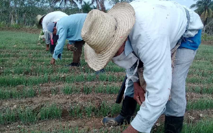 sancti spiritus, agricultura, banao, produccion de alimentos, coronavirus, covid-19