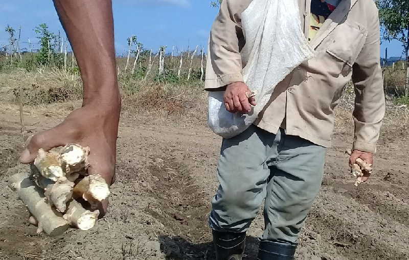 sancti spiritus, agricultura, banao, produccion de alimentos, coronavirus, covid-19