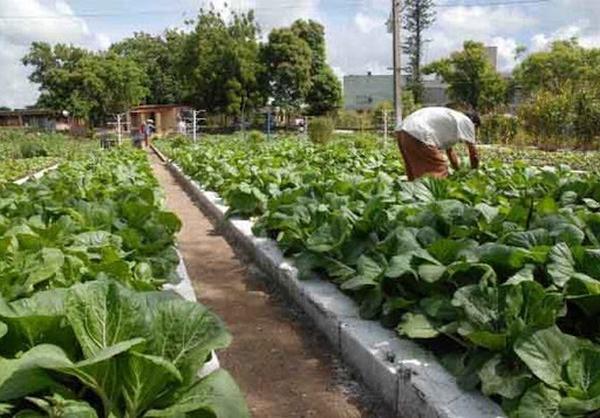 sancti spiritus, agricultura urbana, agricultura, produccion de alimentos