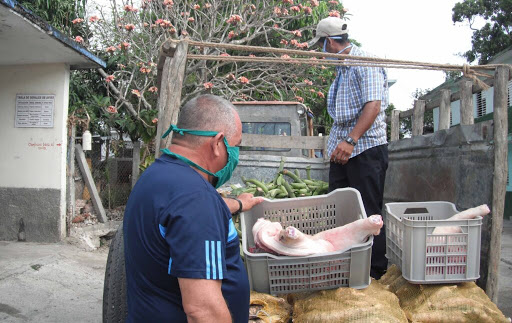 Con reiteración, los campesinos espirituanos han  donado productos agropecuarios a centros vinculados al enfrentamiento a la COVID-19. (Foto: Eduardo Sicilia)