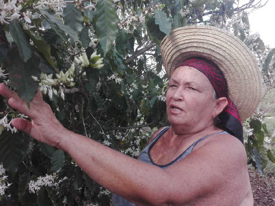 sancti spiritus, produccion de alimentos, covid-19, coronavirus, heroina del trabajo de la republica de cuba