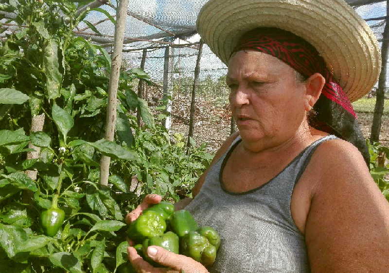 sancti spiritus, produccion de alimentos, covid-19, coronavirus, heroina del trabajo de la republica de cuba