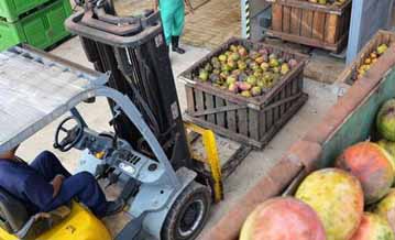 El procesamiento del mango acontece en medio de medidas dirigidas a protegeer a los trabajadores en tiempos de Covid-19.