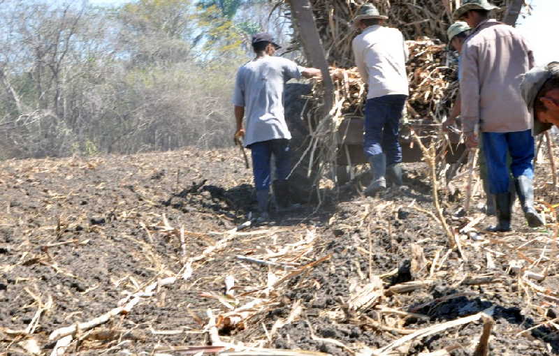 El grueso de la plantación está previsto para junio, momento óptimo para la actividad. (Foto: José Luis Camellón)