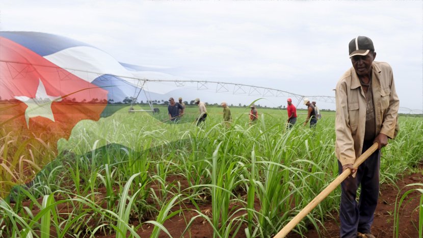 El desarrollo y fomento de la producción local de alimentos figura entre las respuestas que prioriza el país. (Foto: Presidencia Cuba)