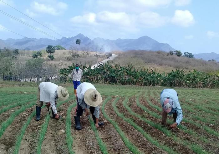 sancti spiritus, dia del campesino, campesinos espirituanos, agricultura, produccion de alimentos