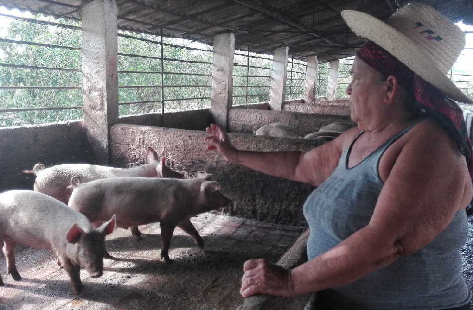 sancti spiritus, produccion de alimentos, covid-19, coronavirus, heroina del trabajo de la republica de cuba