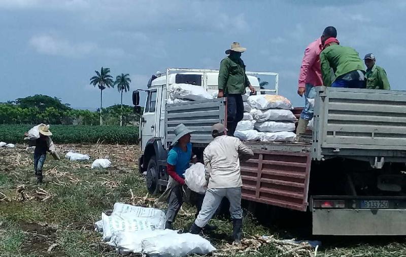 sancti spiritus, coronavirus, produccion de alimentos, covid-19, salud publica