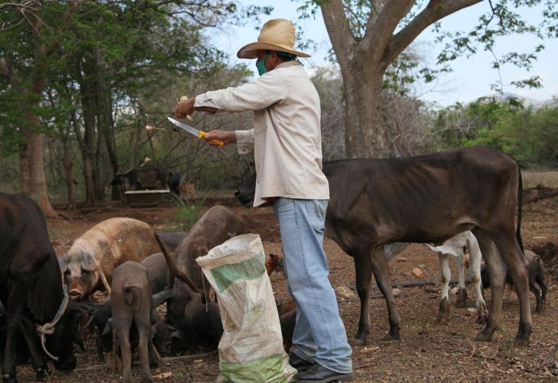 sancti spiritus, dia del campesino, campesinos espirituanos, agricultura, produccion de alimentos