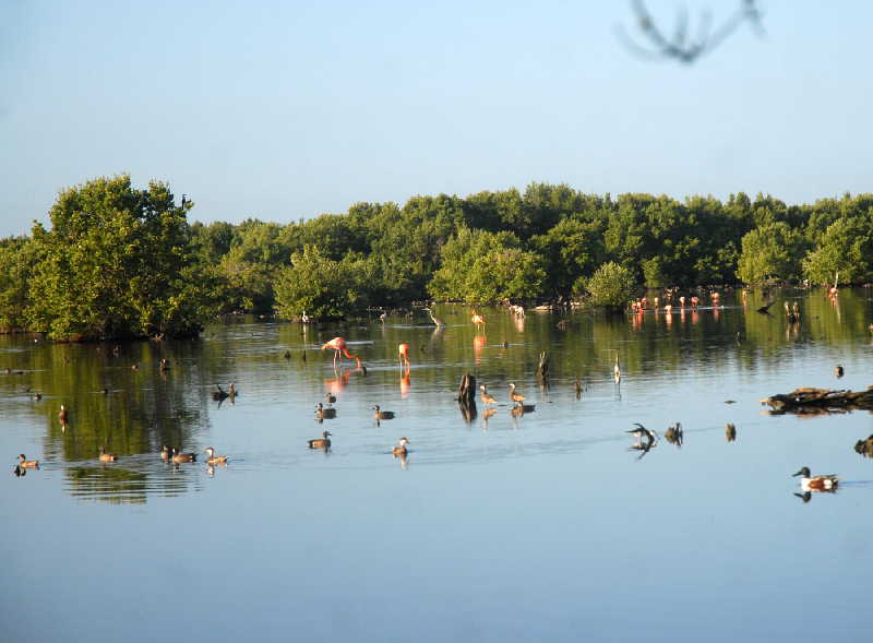 sancti spiritus, dia mundial del medio ambiente, medio ambiente, biodiversidad, cambio climatico