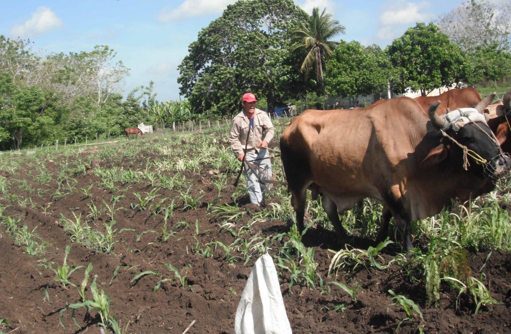 El empleo de la tracción animal resulta una de las alternativas a aplicar en busca de mayores producciones. (Foto: Eduardo Sicilia)