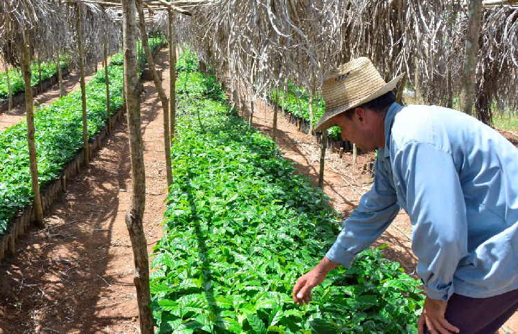 sancti spiritus, cafe, cosecha cafetalera, agricultura sancti spiritus