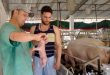 cabaiguan, porcino, genetica porcina, economia