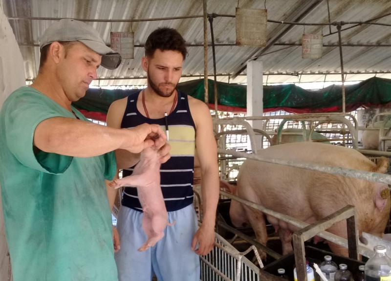 cabaiguan, porcino, genetica porcina, economia