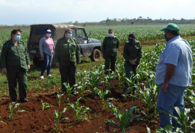 sancti spiritus, produccion de alimentos, recuperacion post covid-19 en cuba, covid-19, coronavirus, economia cubana