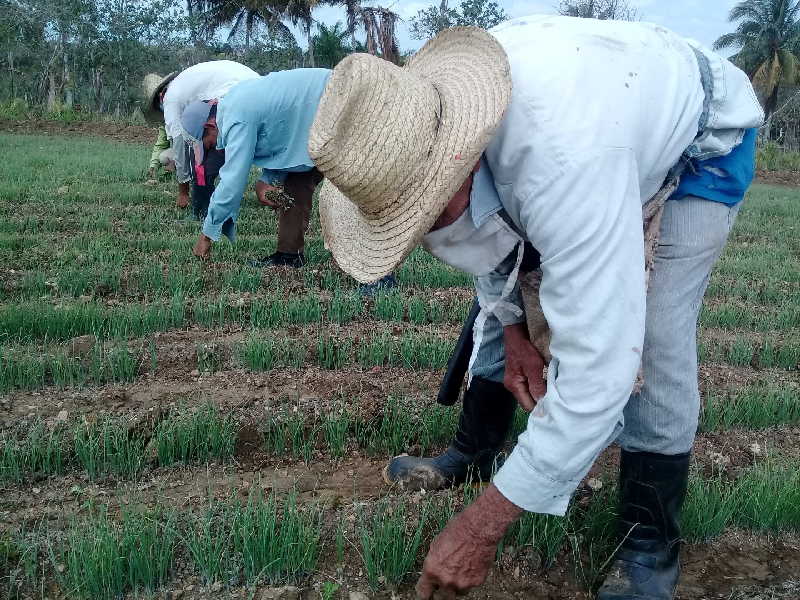 Los campesinos espirituanos se encuentran entre los beneficiarios de las nuevas opciones bancarias. (Foto: José Luis Camellón / Escambray)