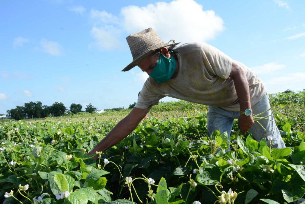 sancti spiritus, agricultura urbana