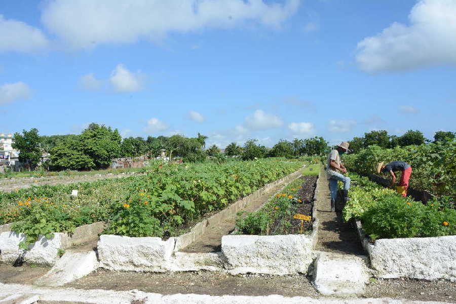 sancti spiritus, agricultura urbana