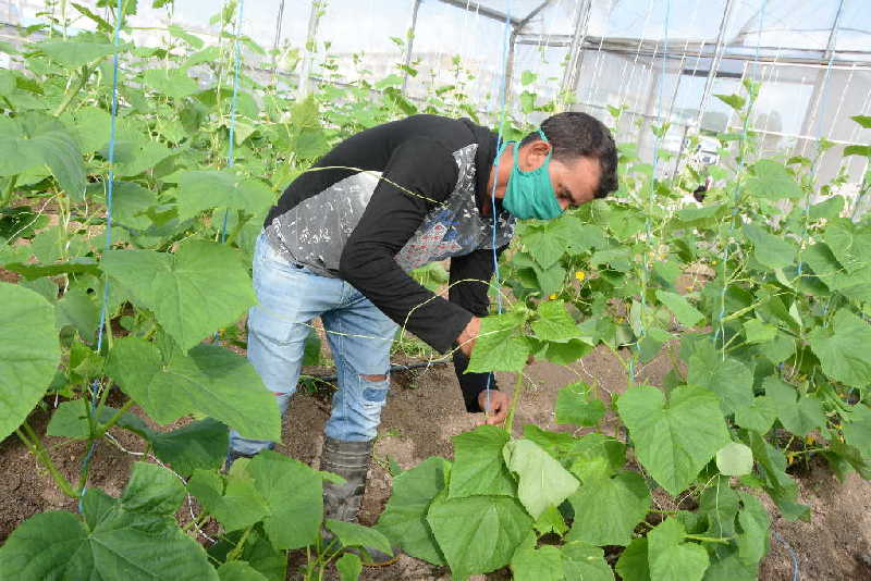 sancti spiritus, agricultura urbana