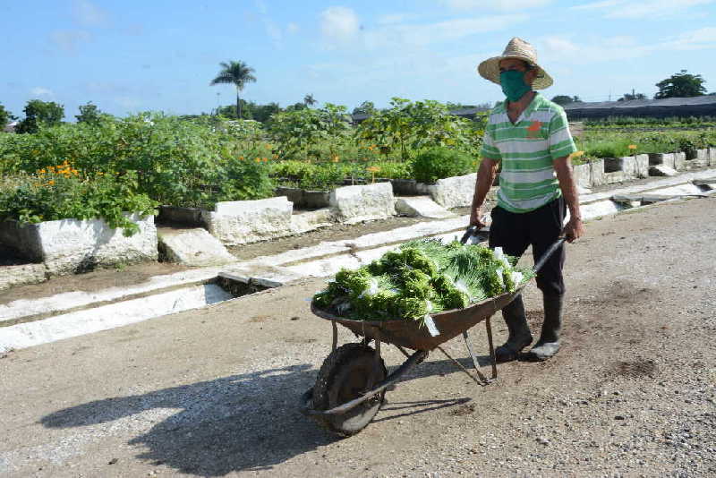 sancti spiritus, agricultura urbana