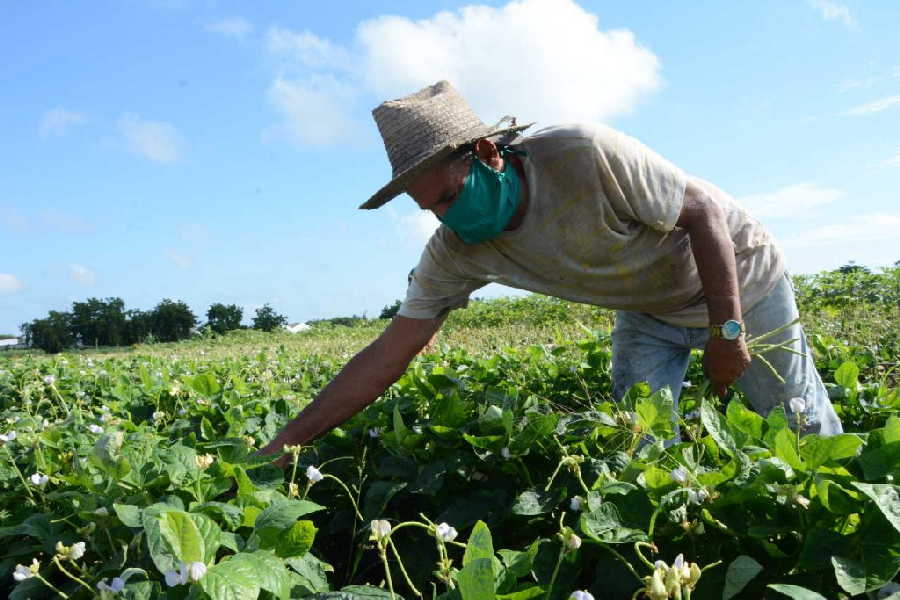 sancti spiritus, agricultura urbana, agricultura sancti spiritus