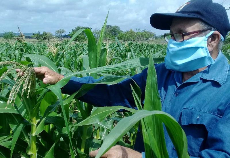 sancti spiritus, agricultura, semillas, agricultura sancti spiritus, produccion de alimentos