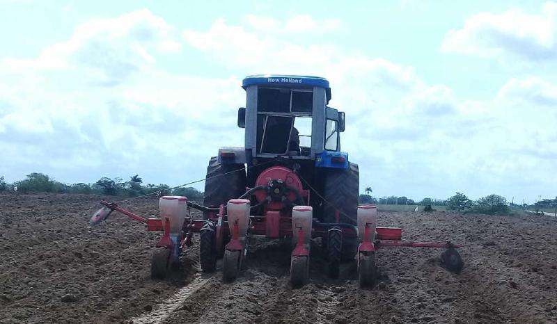 sancti spiritus, agricultura, semillas, agricultura sancti spiritus, produccion de alimentos