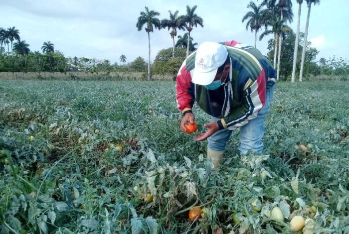 sancti spiritus, agricultura, semillas, agricultura sancti spiritus, produccion de alimentos