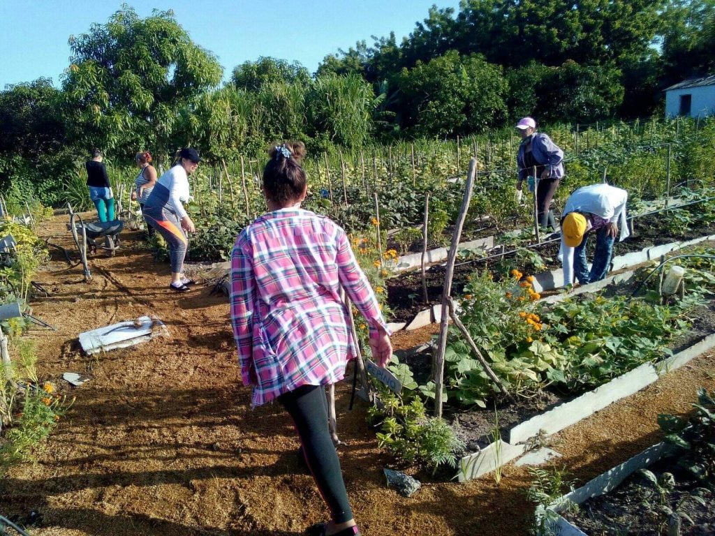 La organización femenina estimula la creación de patios dedicados a la producción de alimentos, frutales, plantas medicinales y ornamentales. (Foto: Nicolás Hernández)