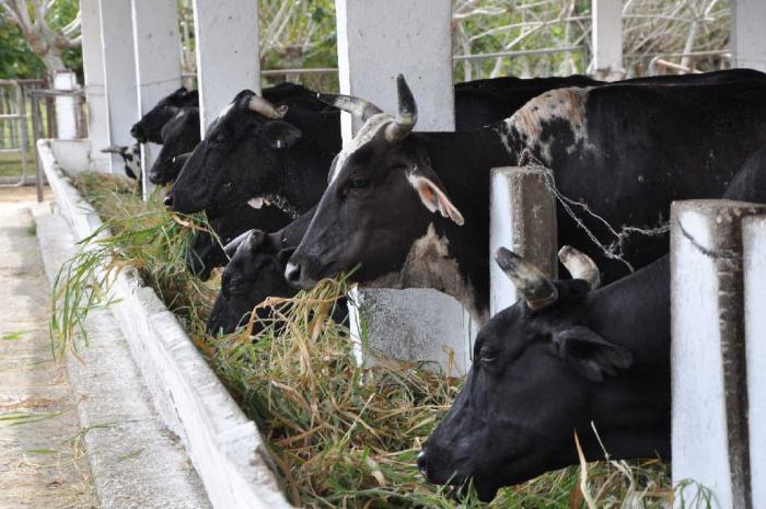 cuba, gaceta oficial, agricultura cubana, genetica animal, ganaderia