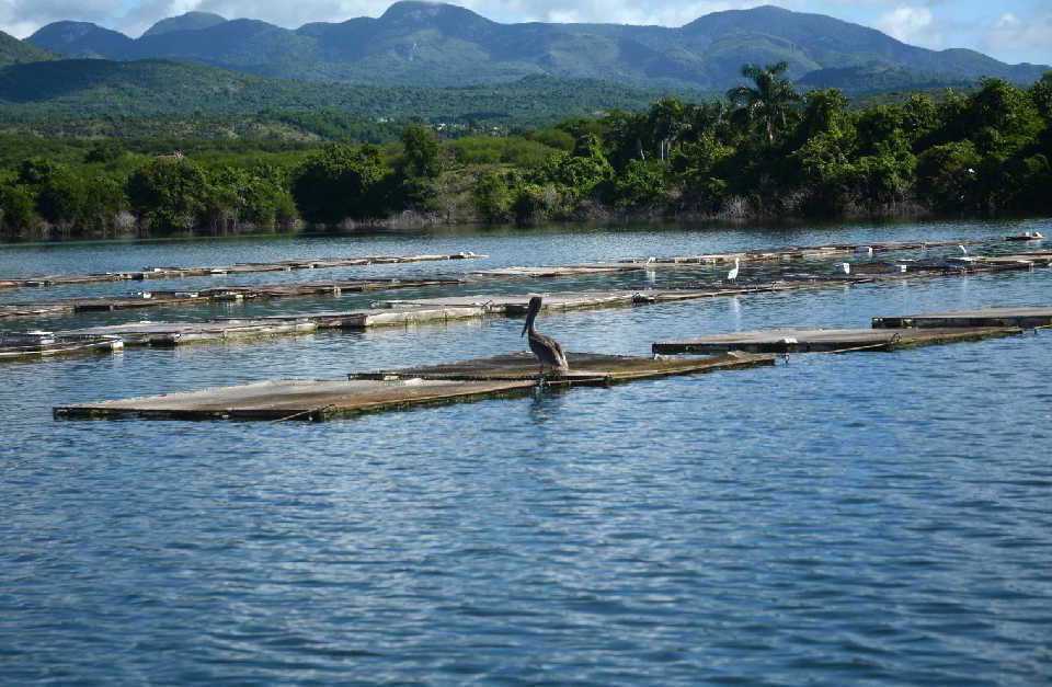 sancti spiritus, pescapir, empresa pesquera sancti spiritus, rubro exportables