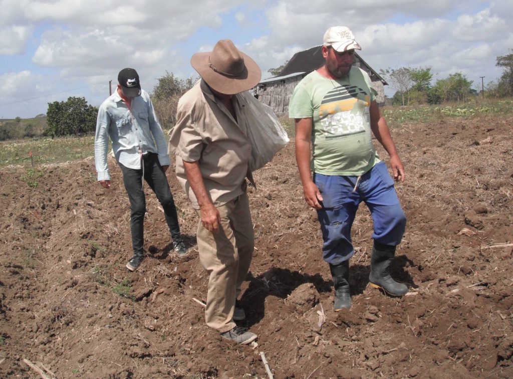 Los agriculyores espirituanos tienen los planes de siembra de primavera cumplidos. (Foto: Eduardo Sicilia)