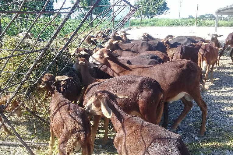 Se persigue desarrollar los módulos pecuarios bajo el principio de conformar la masa y proteger la reproducción.