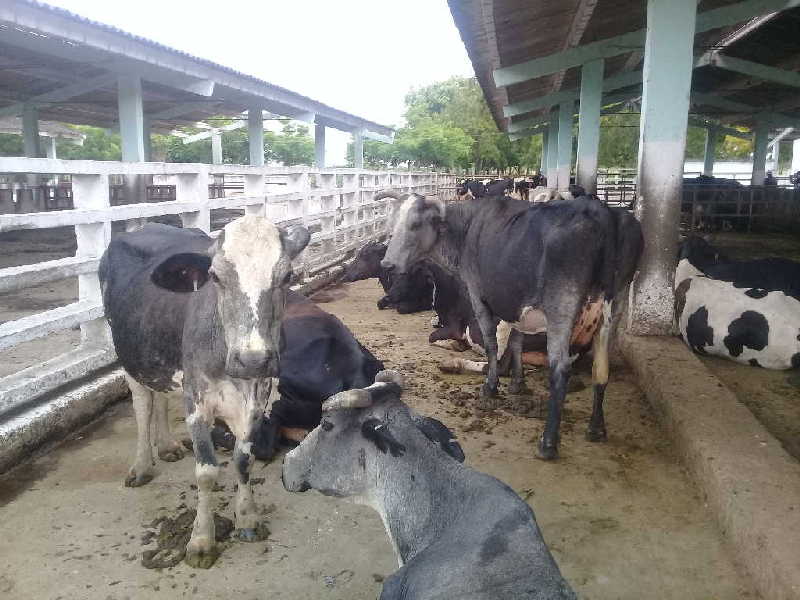 La entidad ha recuperado 16 de las 52 vaquerías típicas que tuvo al fundarse hace más de cuatro décadas. (Fotos: José Luis Camellón Álvarez / Escambray)