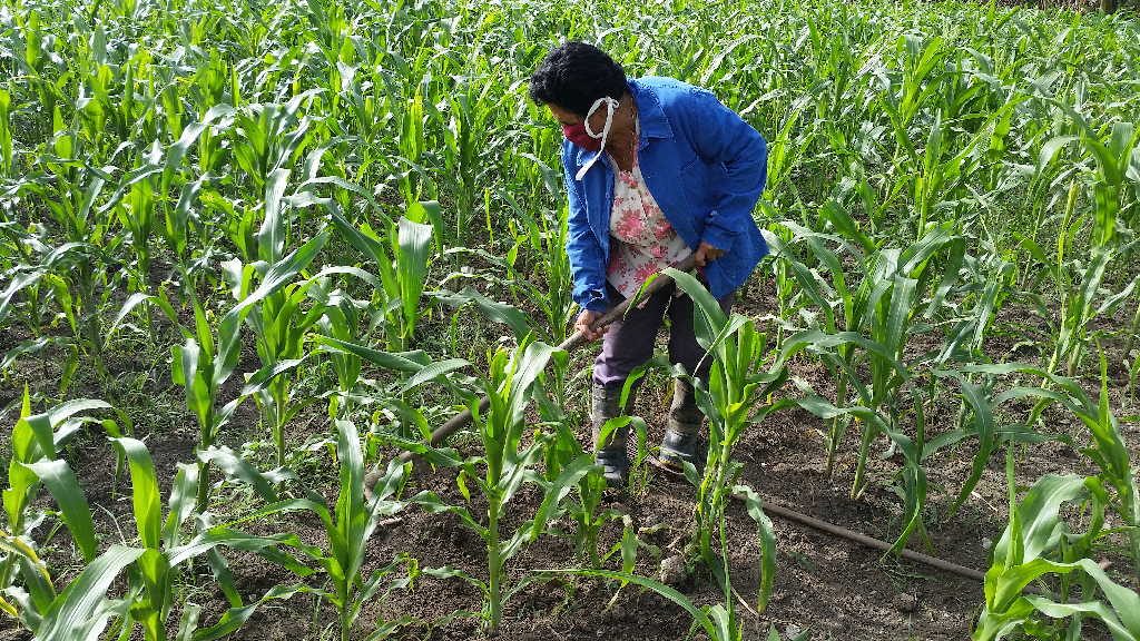 Ana Delia todos los días repasa las plantaciones de maíz.