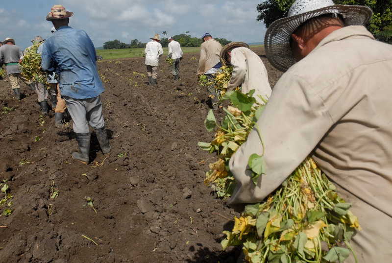 sancti spiritus, cabaiguan, cpa, anap, produccion de alimentos