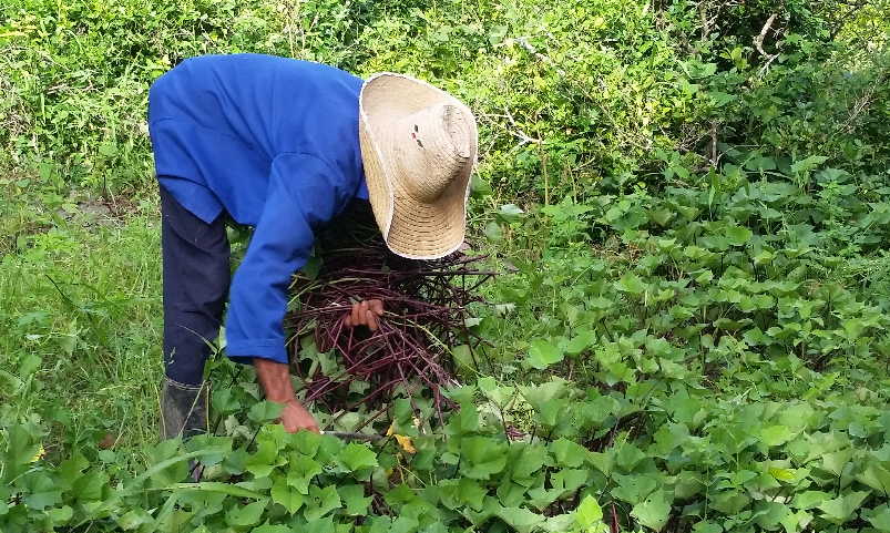 El bejuco de boniato garantiza la alimentación de sus conejos.  