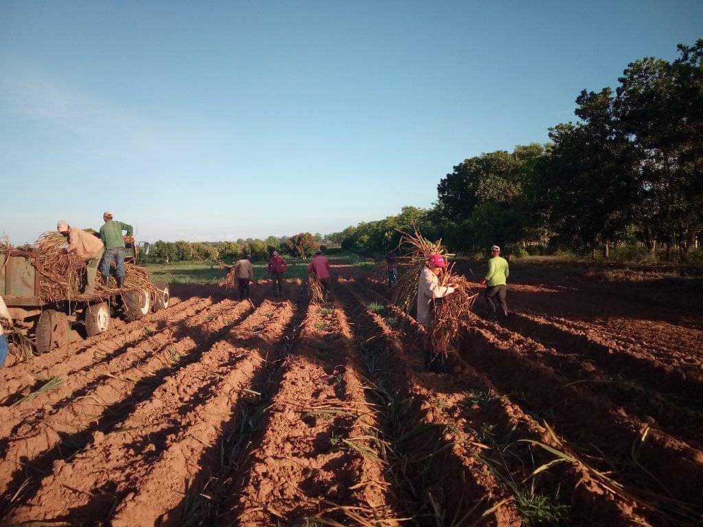 En La Sierpe, como en distintos puntos de la provincia, los jóvenes se integraron a las actividades productivas. (Foto: Michel Gómez)