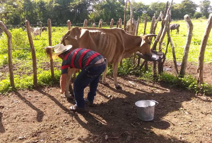 yaguajay, ganaderia, dia internacional de la juventud, venegas