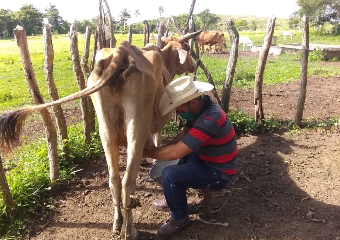 yaguajay, ganaderia, dia internacional de la juventud, venegas