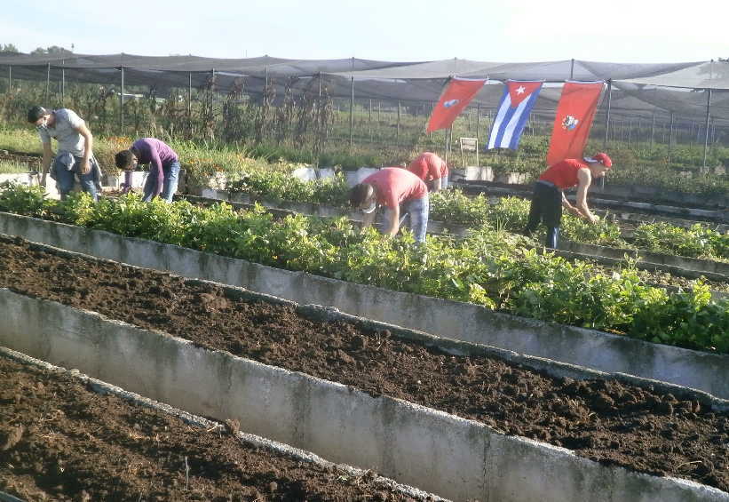 sancti spiritus, jovenes espirituanos, dia internacional de la juventud, produccion de alimentos, ujc, union de jovenes comunistas