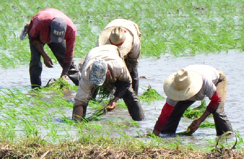 arroz, cosecha arrocera, arrocera sur del jibaro, canasta basica, empresa agroindustrial de granos sur del jibaro