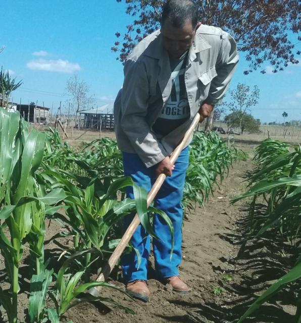 sancti spiritus, agricultura, economia, ganaderia, ganado, cultivos varios