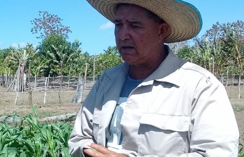 sancti spiritus, agricultura, economia, ganaderia, ganado, cultivos varios