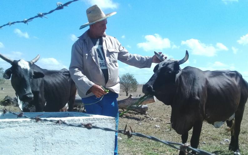 sancti spiritus, agricultura, economia, ganaderia, ganado, cultivos varios