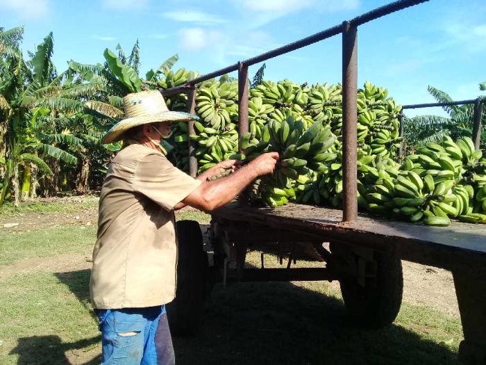 agricultura, alimentos, produccion de alimentos, san andres