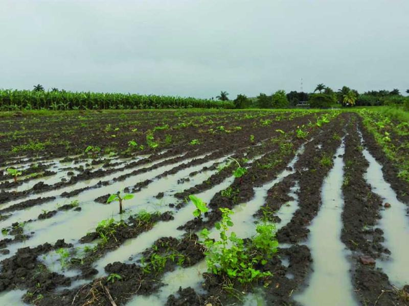 sancti spiritus, agricultura, tormenta tropical eta, intensas lluvias en sancti spiritus, lluvias en sancti spiritus, desastres naturales, produccion de alimentos